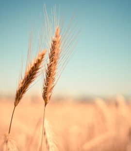 APOPSEIS&KRISEIS - wheat-865152_1280.jpg