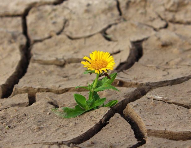 APOSTOLOS_KYRIAKHS - flower-g982546efd_1280.jpg