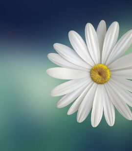 APOSTOLOS_KYRIAKHS - marguerite-729510_1280.jpg