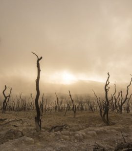 PNEVMATIKH_ZWH - dead-trees.jpg