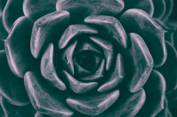 KykloiSotiros - floral-composition-with-elegant-style.jpg