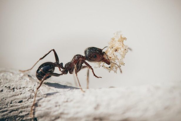 images_for_kykloi - ants-gcb2bb1068_1280.jpg
