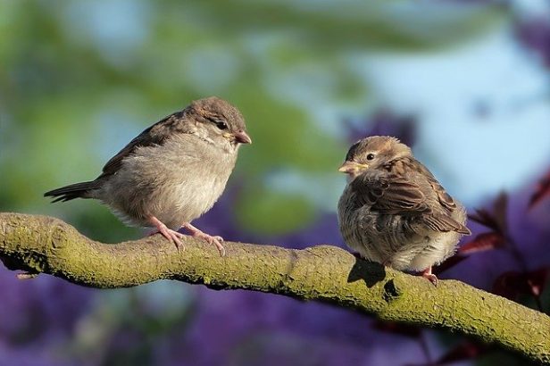 images_for_kykloi - sparrows-gdd0b03e06_640.jpg