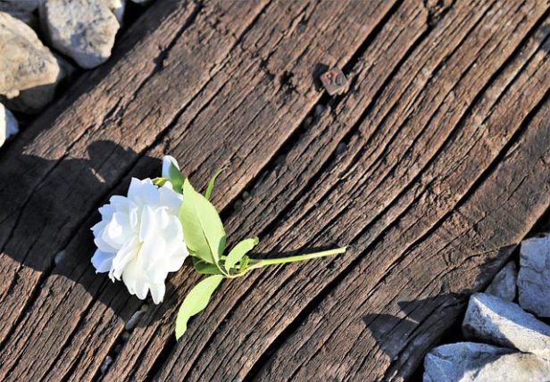 images_for_kykloi - tiny-white-rose-on-railway-gbb3cc788e_640.jpg